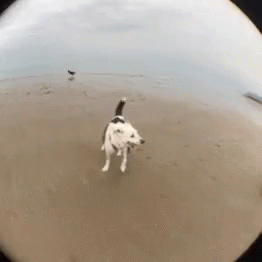 Dog Beach GIF - Dog Beach Play GIFs