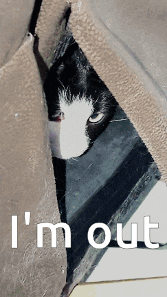 a black and white cat peeking out from under a blanket with the words " i 'm out " written below it