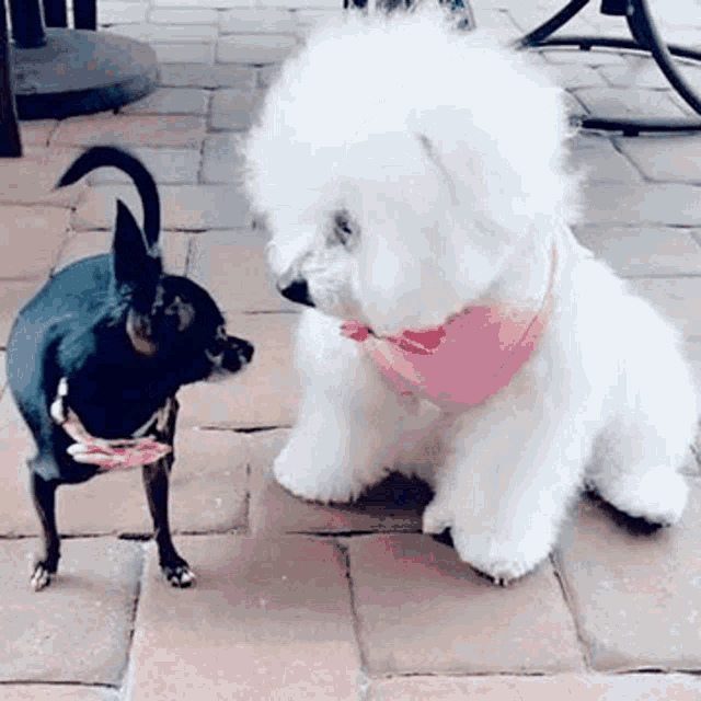 Cousin Dogs GIF - Cousin Dogs Cute GIFs