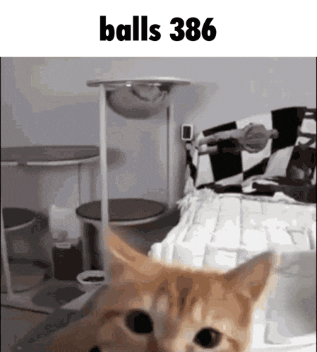 a cat standing in front of a cat tree with the words balls 386 above it