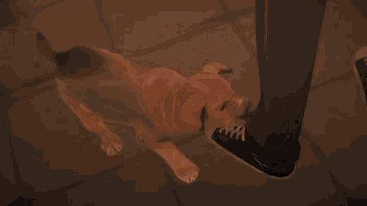 a dog is laying on the ground next to a person 's foot and says it 's okay little guy ..