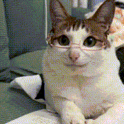 a cat wearing glasses sits on a couch