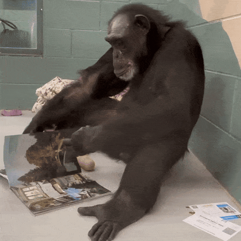 a chimpanzee sits on a table looking at a magazine that says ' habitat ' on it