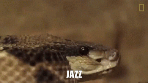 Jazz Snake GIF - Jazz Snake Mkw GIFs