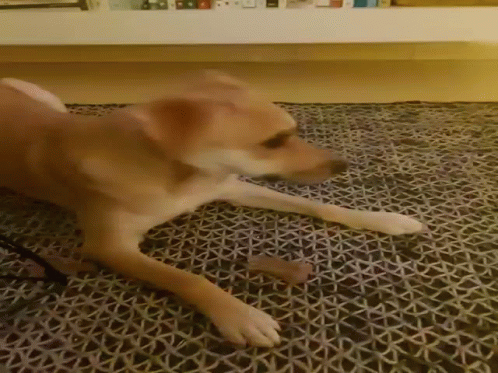 Dog Surprised GIF - Dog Surprised Double Take GIFs