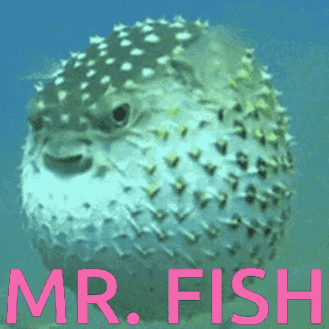 Mrfish Pufferfish GIF - Mrfish Pufferfish GIFs
