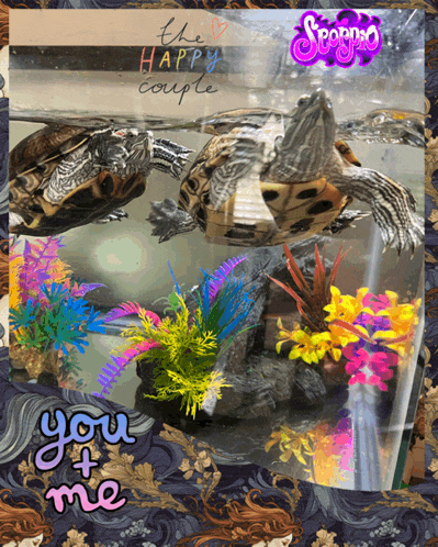 a picture of two turtles in a tank with the words " you + me "