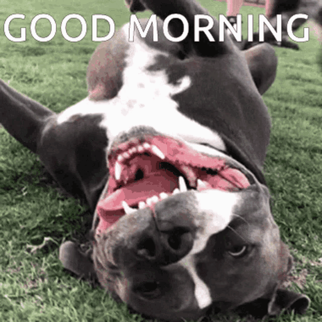 Happy Pitbull Good Morning GIF - Happy Pitbull Good Morning Smiling Pits GIFs