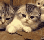 a group of kittens are laying on top of each other in a box .