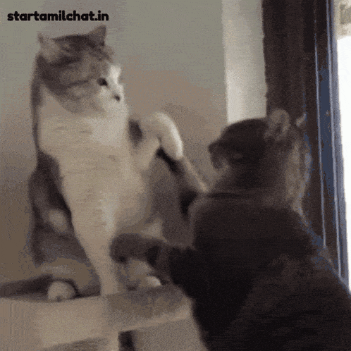 two cats are playing with each other and the website starttamilchat.in is visible in the corner