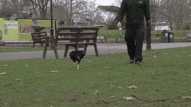 a man walking a dog in a park with a sign that says lion