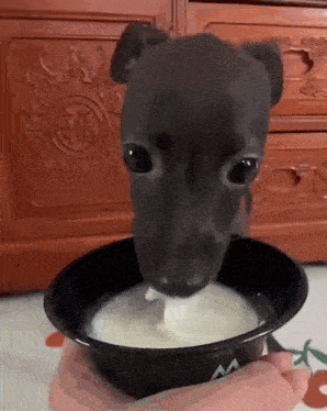 a small dog is drinking milk from a black bowl .