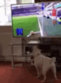 a white dog is standing in front of a television with a soccer field on it