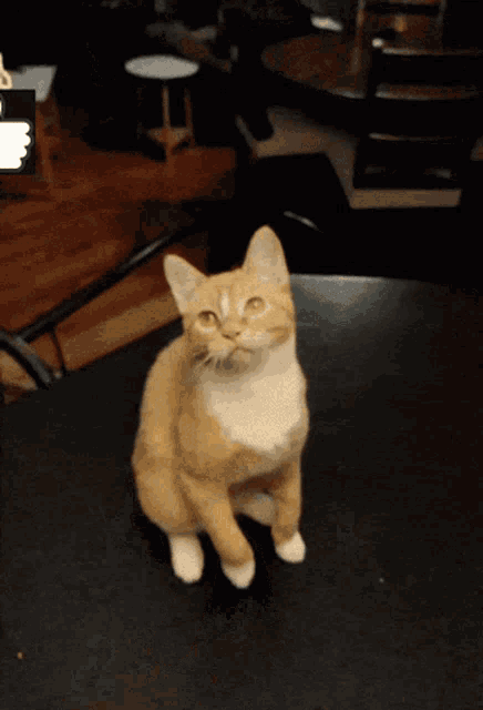 Cat Orange GIF - Cat Orange Orange Cat GIFs