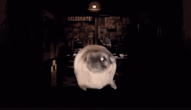 pugs dancing in front of a sign that says " celebrate "