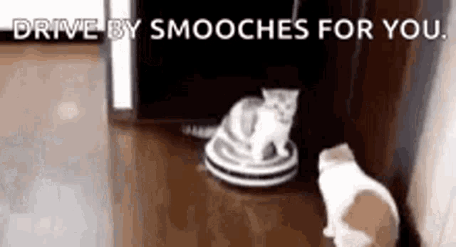 two cats are playing with a robotic vacuum cleaner on a wooden floor .