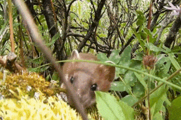 a small animal is eating a sunflower in the grass