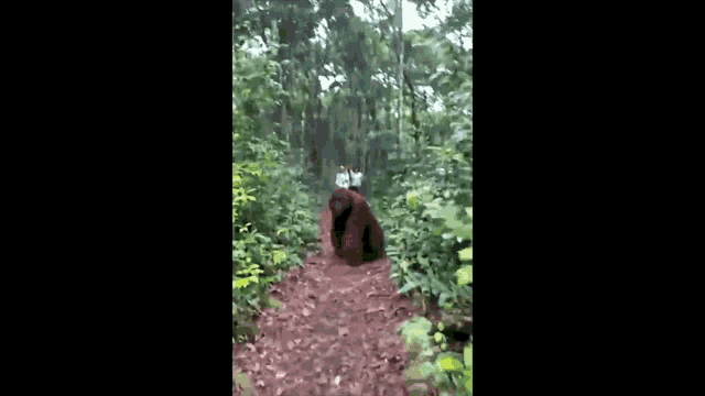 Monke Orangutan GIF - Monke Orangutan Orangutanstare GIFs