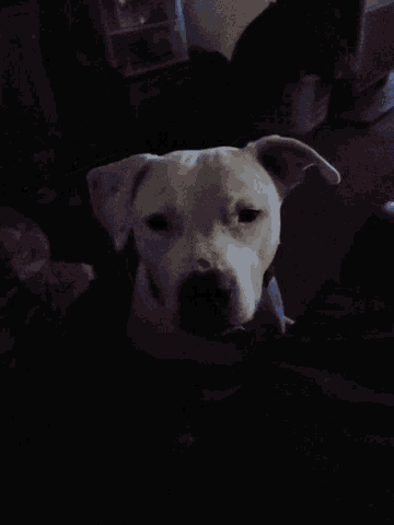 a close up of a white dog 's face with a black background
