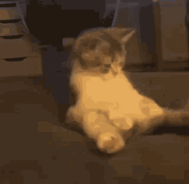 a cat is laying on its back on a couch in a dark room .
