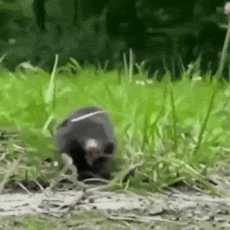 a mole is walking through the grass .