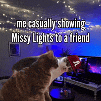 a cat wearing a red hat with the letter r on it looks at another cat