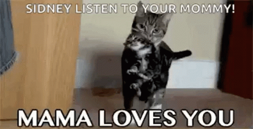 Cat Kitten GIF - Cat Kitten Mama Loves You GIFs