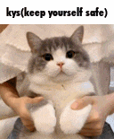 a gray and white cat is being held in someone 's arms .