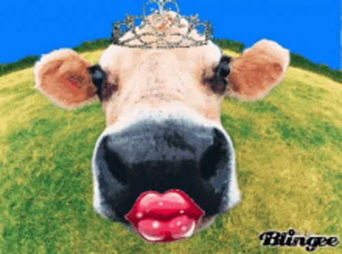 Cow Kiss GIF - Cow Kiss Muah GIFs