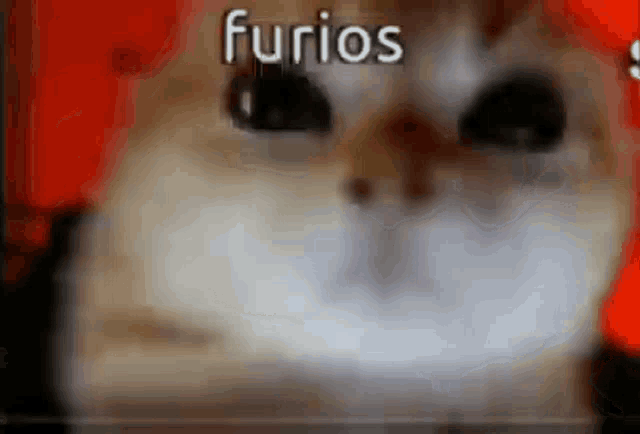 a close up of a cat 's face with the word furios on it .