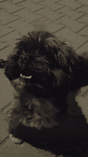 a black and white photo of a dog laying down on the ground