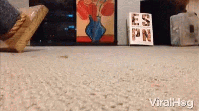 Funny Cat Silly GIF - Funny Cat Silly Scooting GIFs