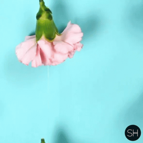 Gumamela Flower GIF - Gumamela Flower Style Haul GIFs