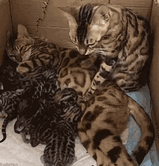 a cat and her kittens are in a cardboard box and the kittens are nursing
