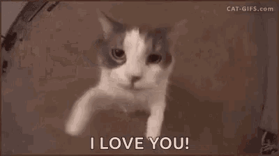 a close up of a cat 's face says `` i love you '' .