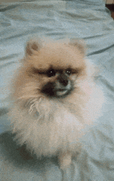 a person is petting a small fluffy dog on a bed