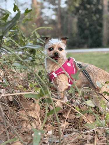 a small dog wearing a pink harness is standing in a pile of leaves