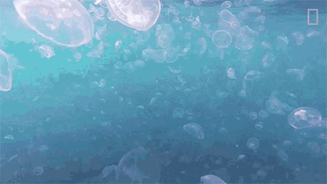 Jellyfish National Geographic GIF - Jellyfish National Geographic Blooms GIFs