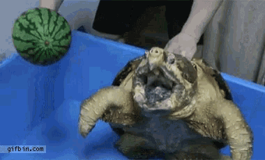 a watermelon is being held over a turtle 's head .