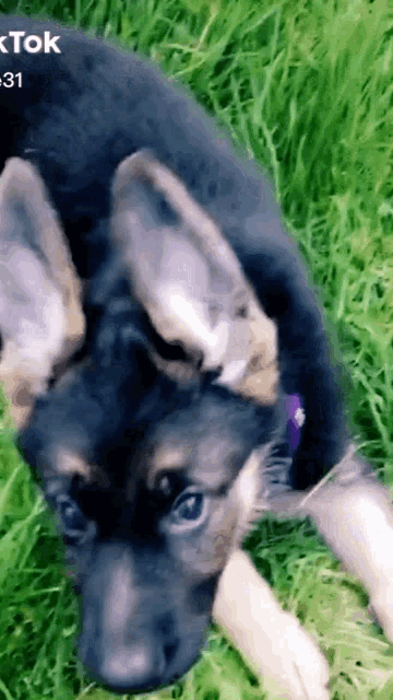 a german shepherd puppy is laying in the grass