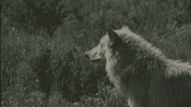 Lovispovis Wolf Therian GIF - Lovispovis Wolf Therian Therianthropy GIFs