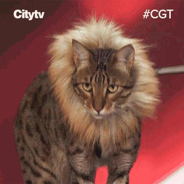 Taken Aback Seths Amazing Pets GIF - Taken Aback Seths Amazing Pets Canadas Got Talent GIFs