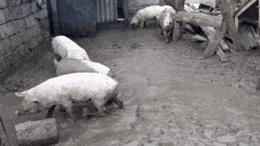 a herd of pigs are standing in a muddy area