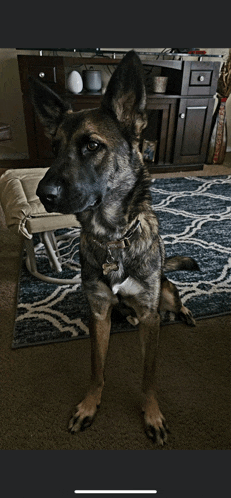 a german shepherd dog sitting on a rug looking at the camera
