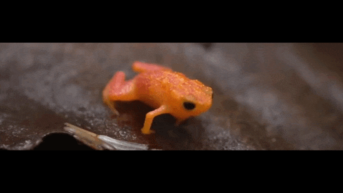a small orange frog with black eyes is sitting on a brown surface