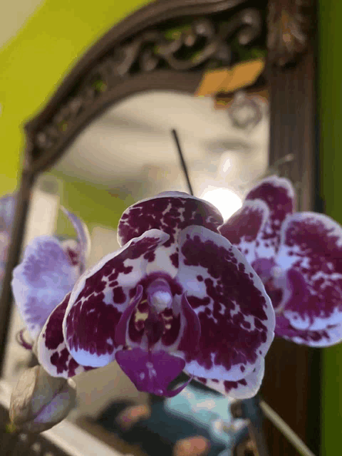 a close up of a purple and white flower with a mirror in the background