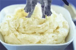 Cat Mashed Potato GIF - Cat Mashed Potato Fall GIFs