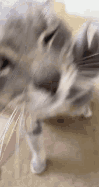 a close up of a cat looking at the camera