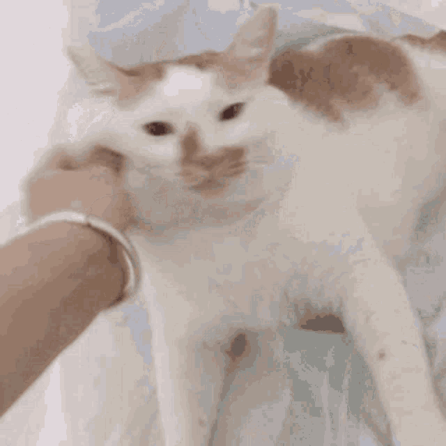 คิมโรโระ Cat GIF - คิมโรโระ Cat Bite GIFs