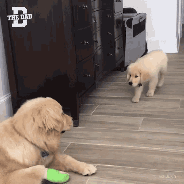 Dogs Surprise GIF - Dogs Surprise Boo GIFs